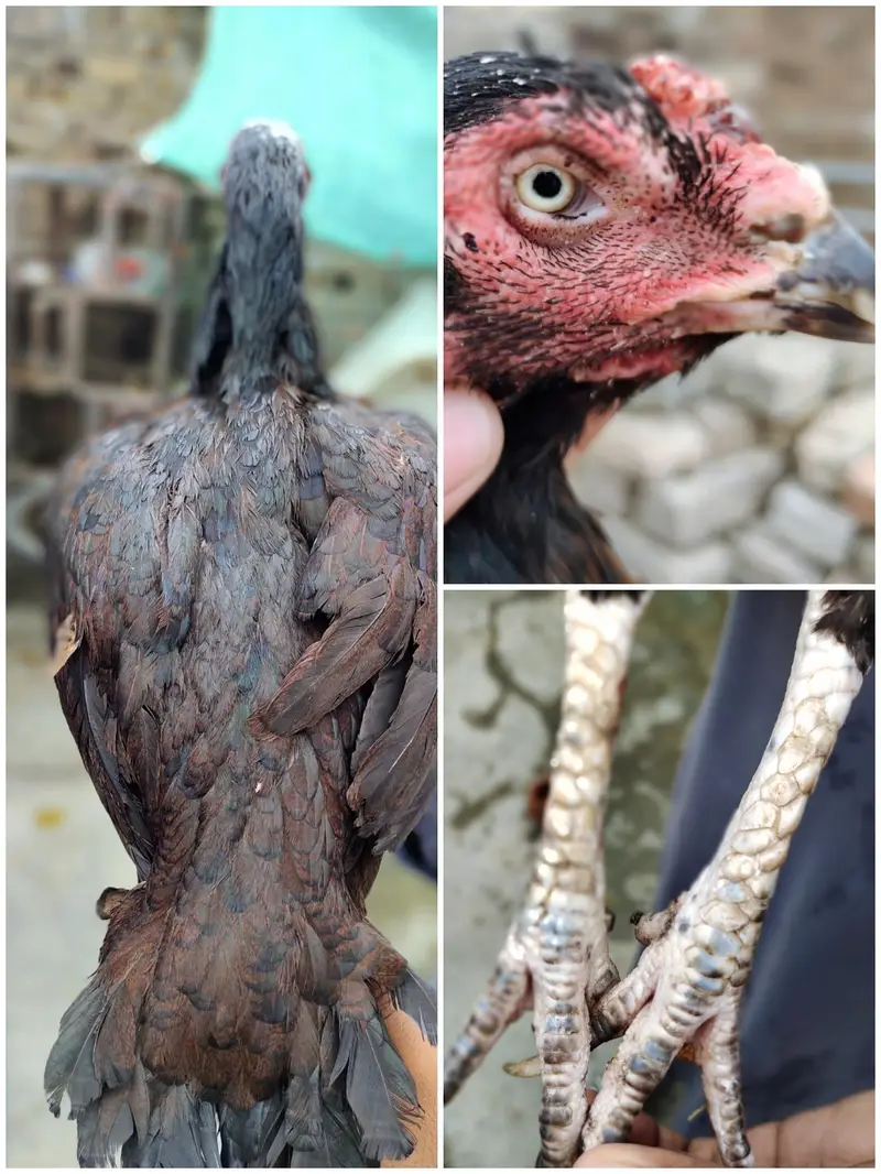 aseel for sale — photo 4