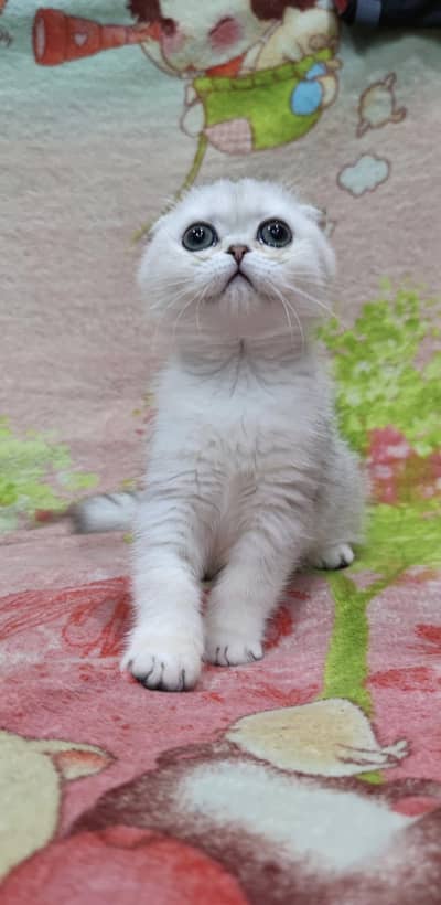 Scottish fold kittin for sell. 0313 4935014