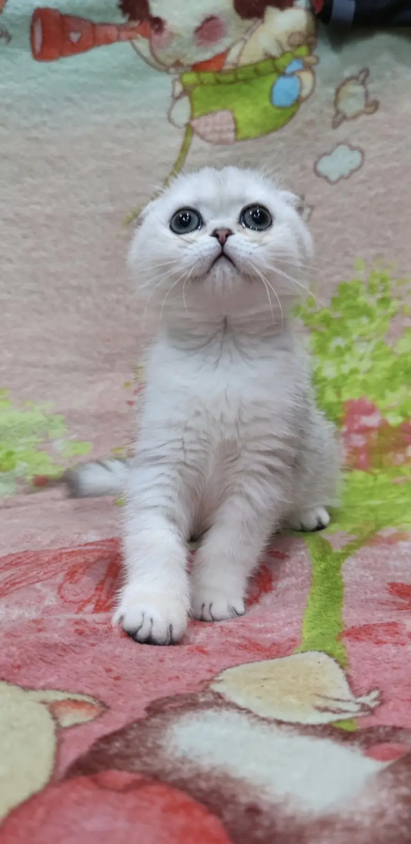 Scottish fold kittin for sell. 0313 4935014