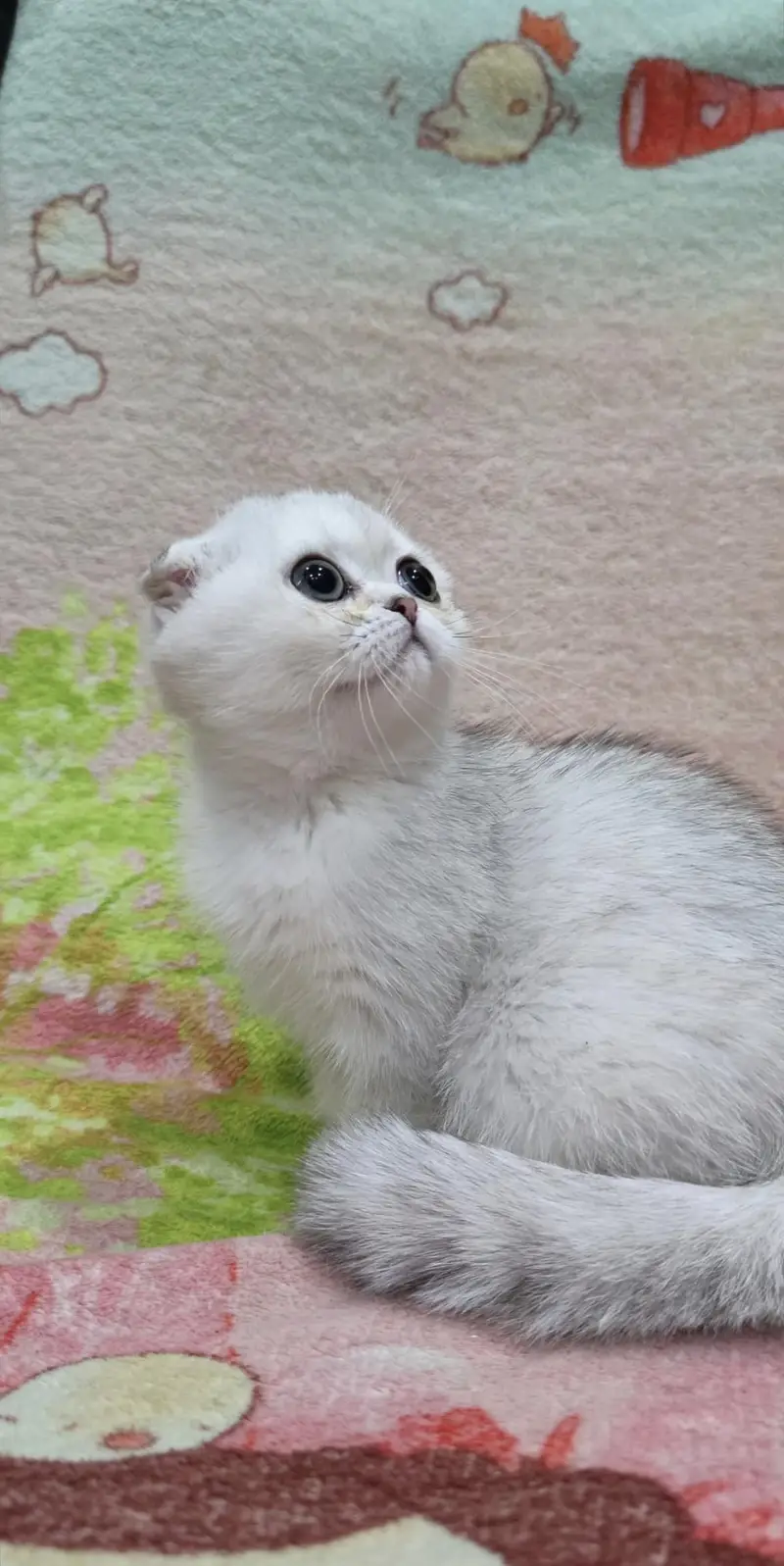 Scottish fold kittin for sell. 0313 4935014 — photo 2