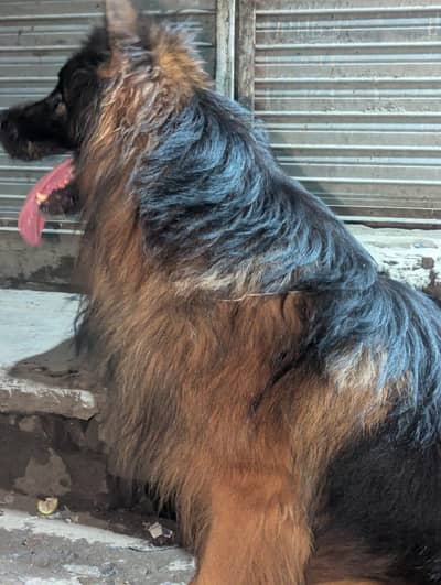 jarman shafid male pedigree