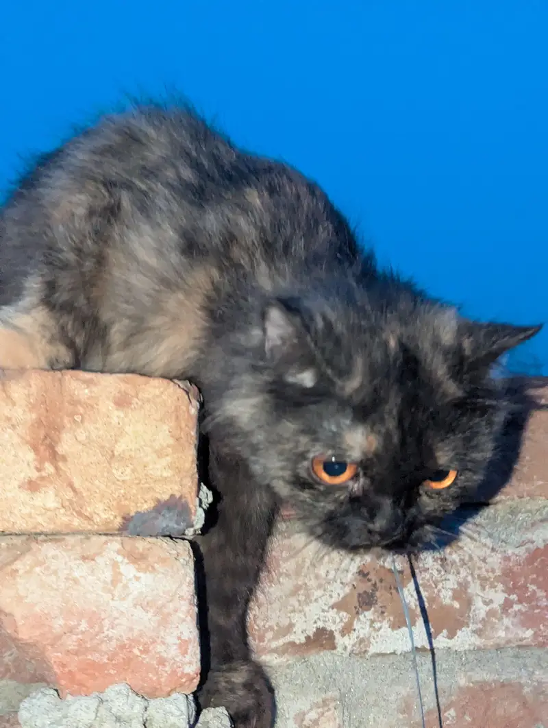 Pregnant female Tortoiseshell Persian cat — photo 2