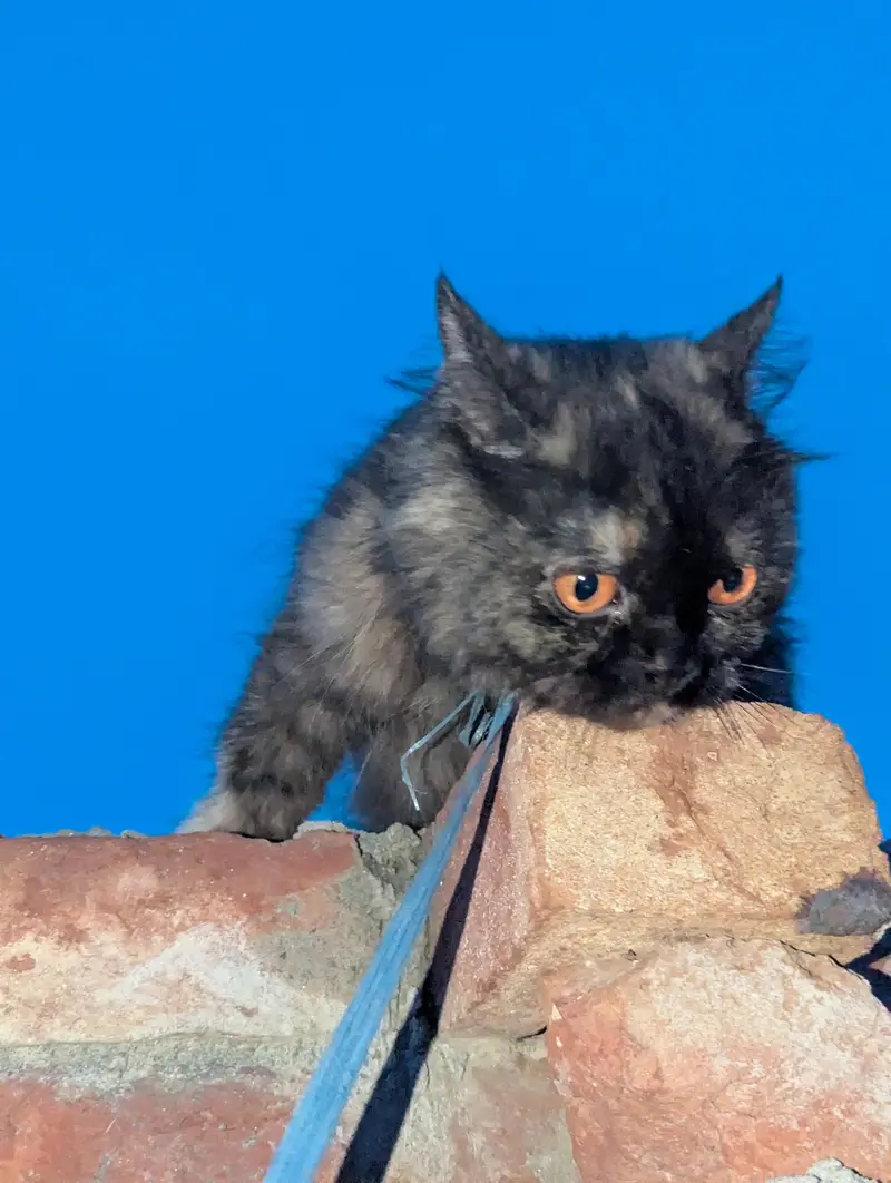 Pregnant female Tortoiseshell Persian cat — photo 3