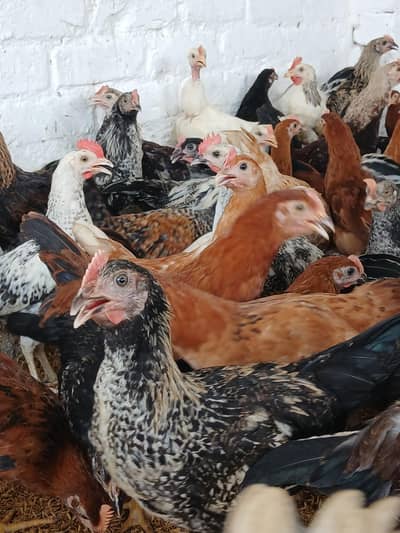desi murgay for sale. | golden misri | astrolop | desi | fayoumi