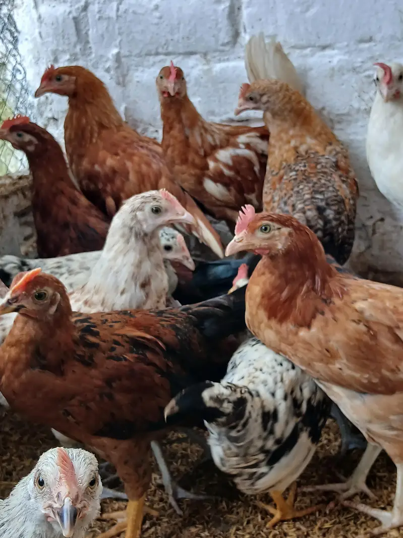 desi murgay for sale. | golden misri | astrolop | desi | fayoumi — photo 2