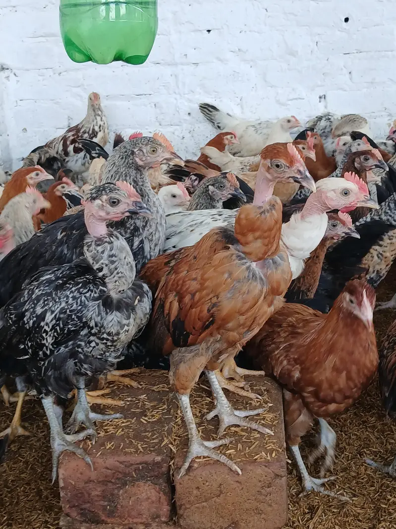 desi murgay for sale. | golden misri | astrolop | desi | fayoumi — photo 3