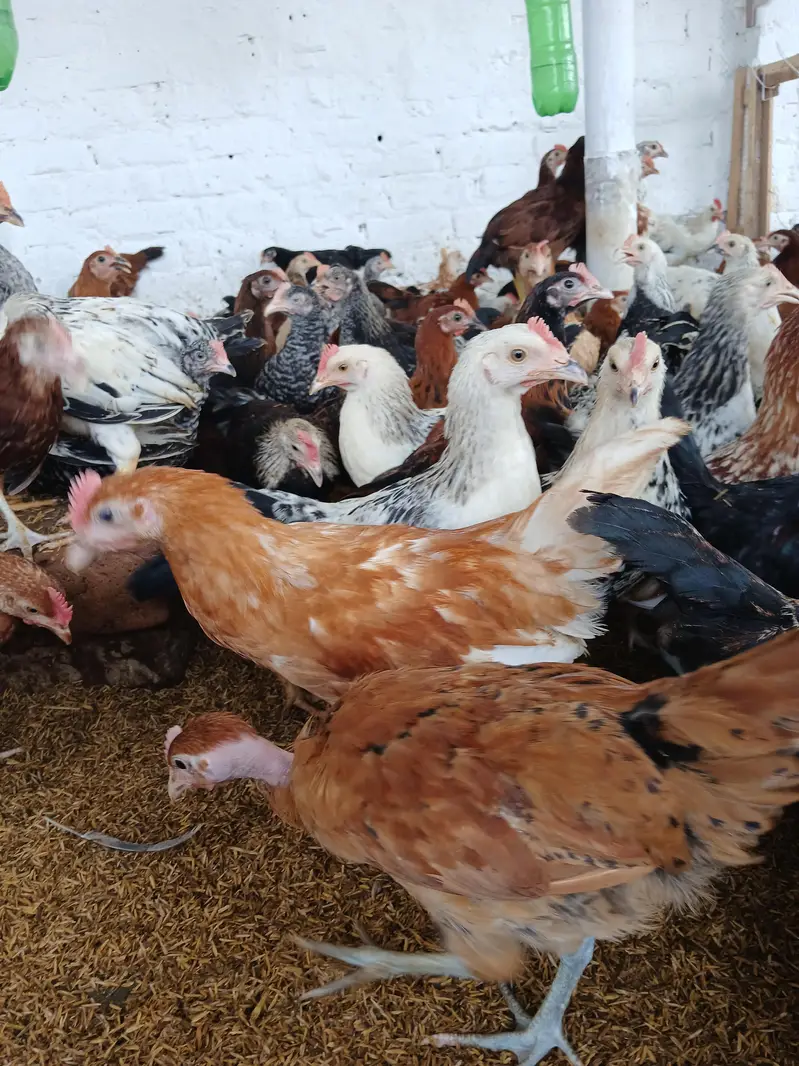 desi murgay for sale. | golden misri | astrolop | desi | fayoumi — photo 4