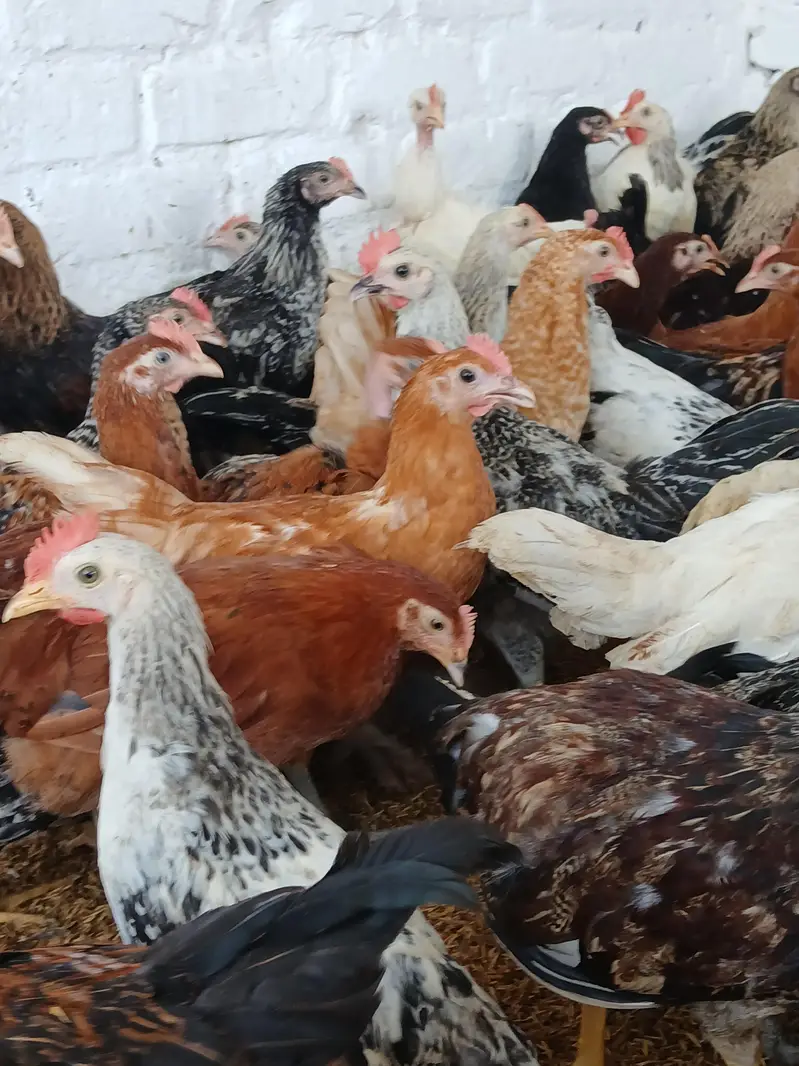 desi murgay for sale. | golden misri | astrolop | desi | fayoumi — photo 5