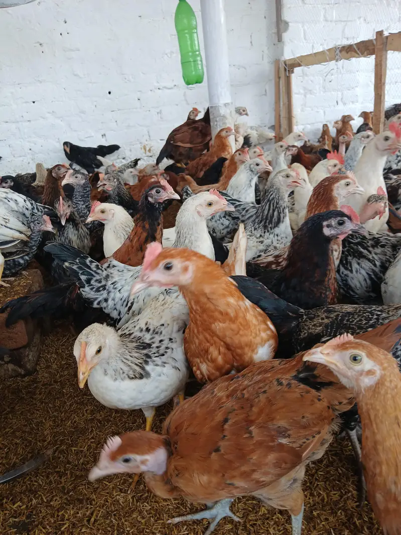 desi murgay for sale. | golden misri | astrolop | desi | fayoumi — photo 6