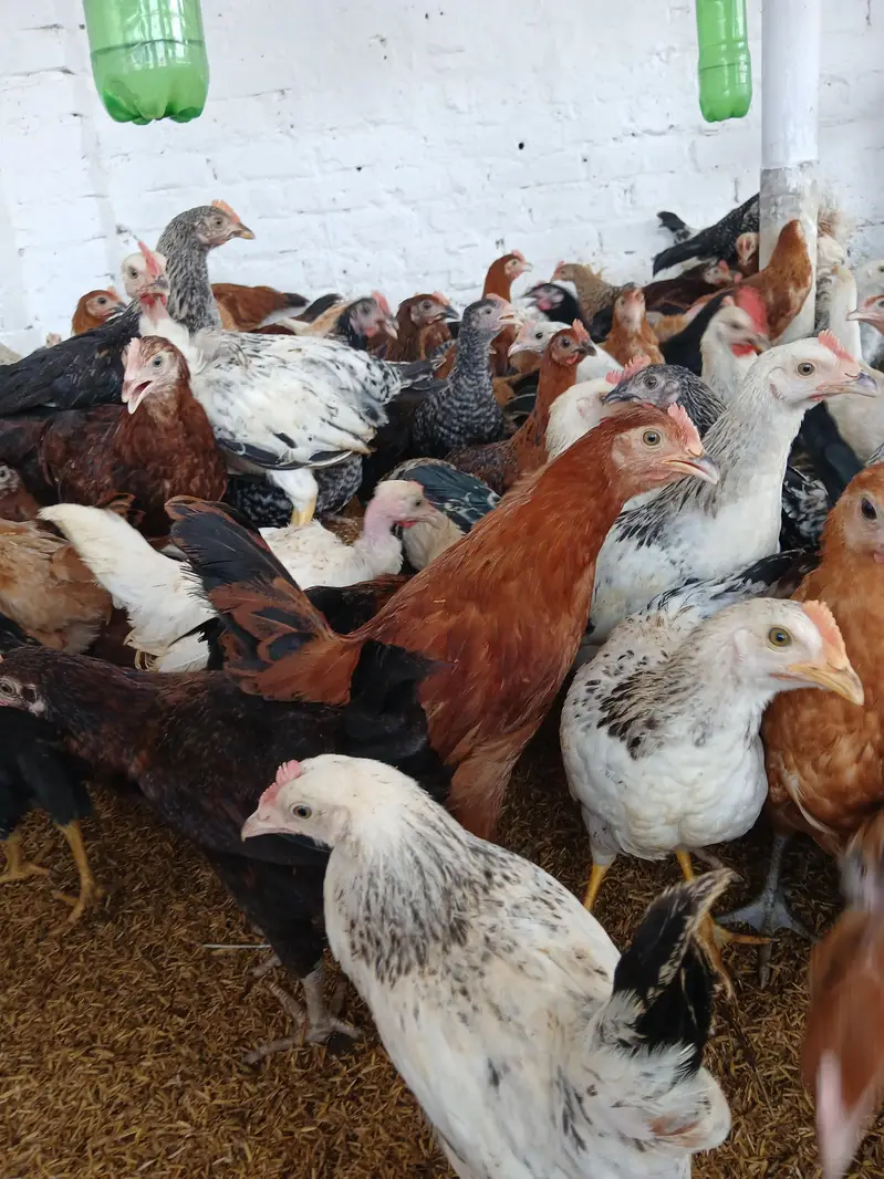 desi murgay for sale. | golden misri | astrolop | desi | fayoumi — photo 7