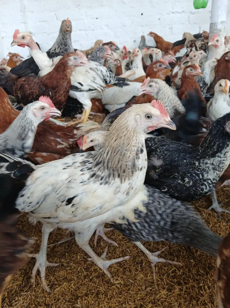 desi murgay for sale. | golden misri | astrolop | desi | fayoumi — photo 8