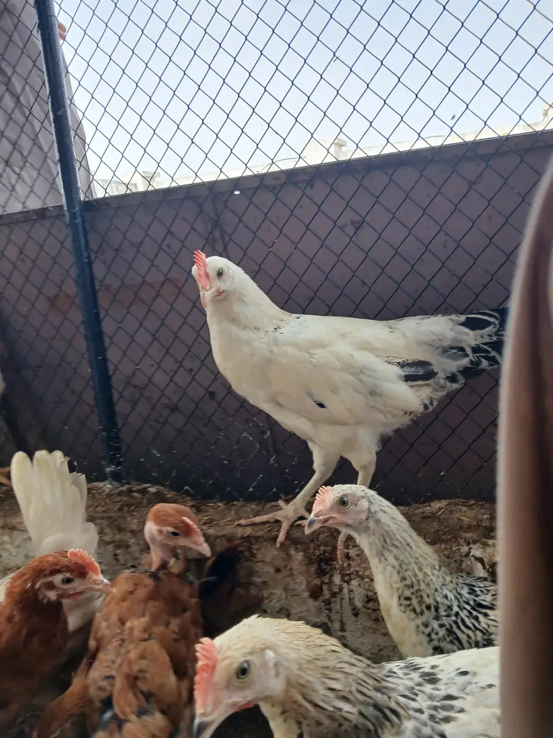 desi murgay for sale. | golden misri | astrolop | desi | fayoumi — photo 9
