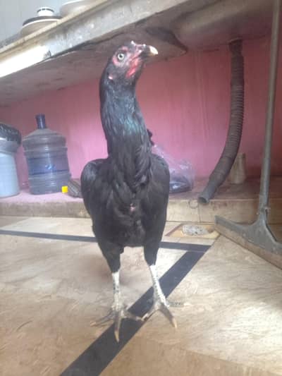 Pure Kala Mianwali Aseel Pathi/Female – Moti Aankh, Tota Chanch