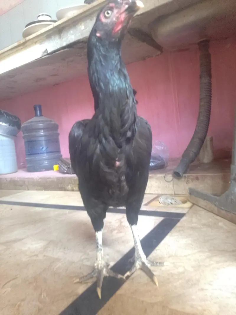 Pure Kala Mianwali Aseel Pathi/Female – Moti Aankh, Tota Chanch — photo 2