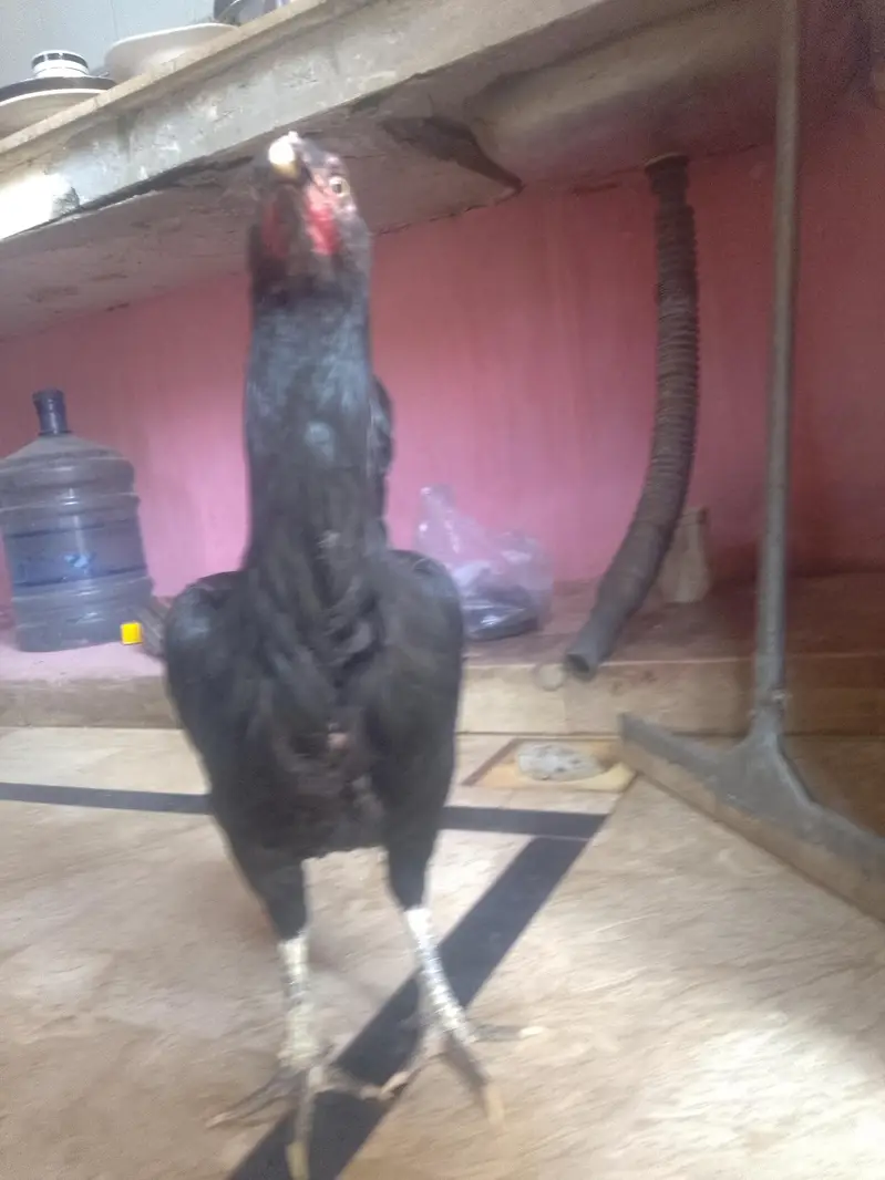 Pure Kala Mianwali Aseel Pathi/Female – Moti Aankh, Tota Chanch — photo 3