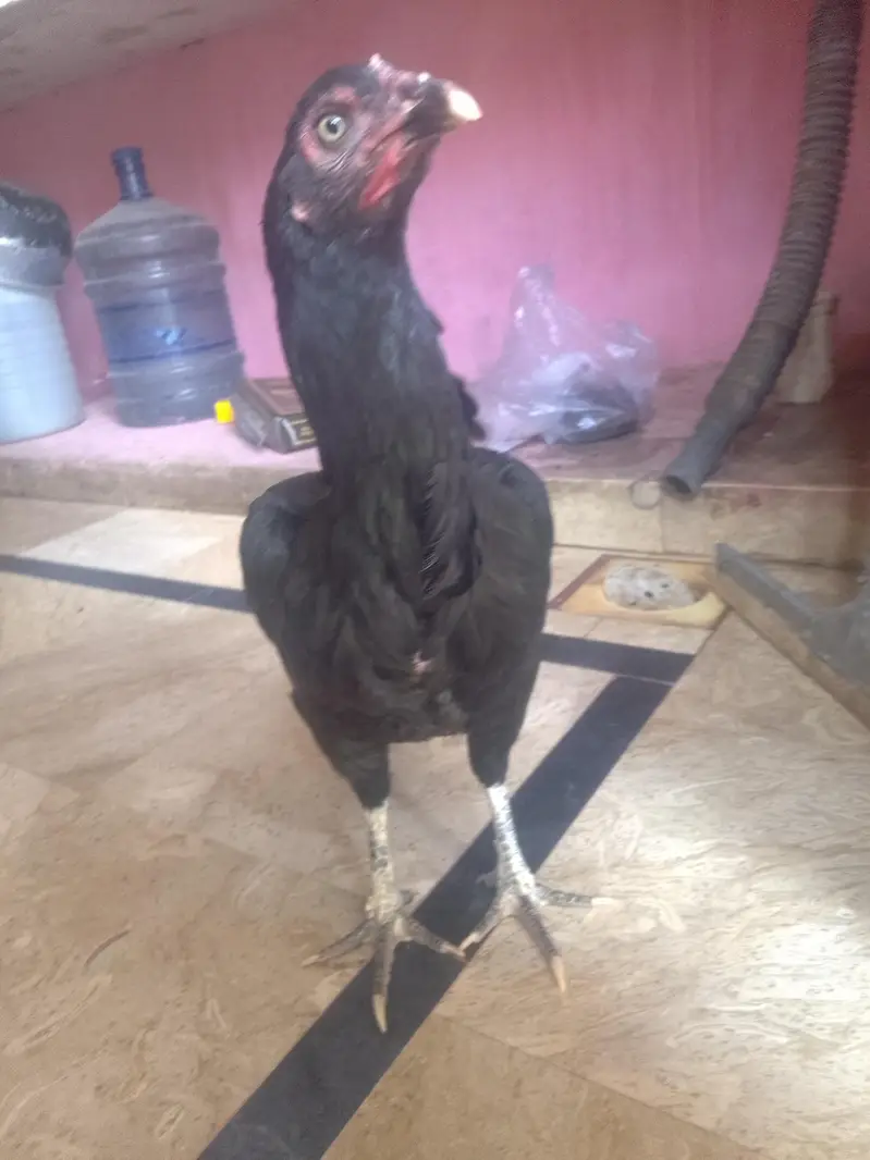 Pure Kala Mianwali Aseel Pathi/Female – Moti Aankh, Tota Chanch — photo 4