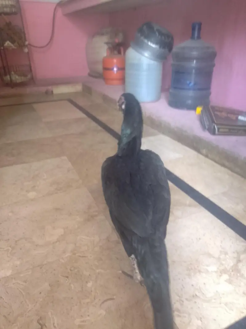 Pure Kala Mianwali Aseel Pathi/Female – Moti Aankh, Tota Chanch — photo 5