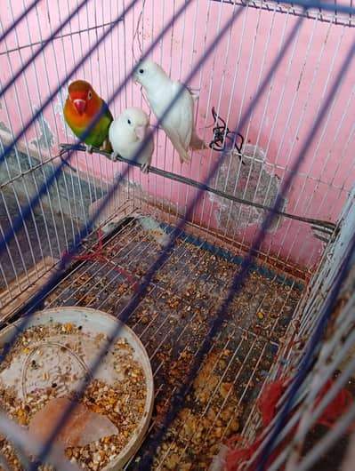 Beautiful and Healthy Love Birds for Sale (Breeding Pair / and 1 piece