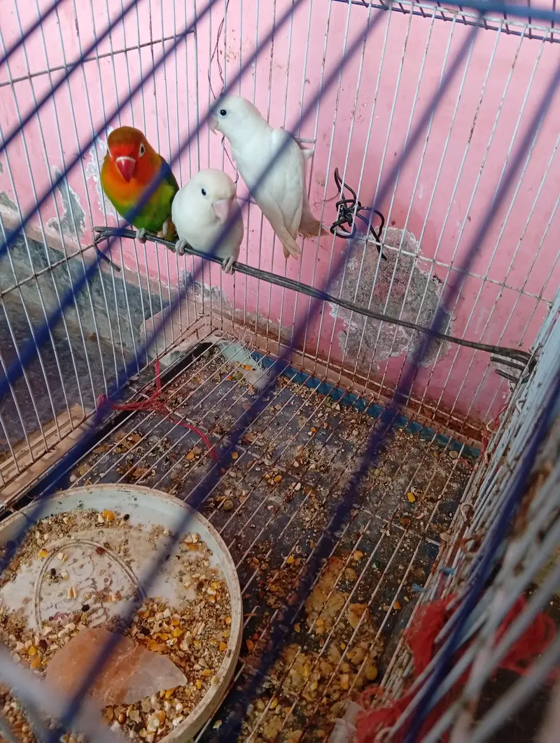 Beautiful and Healthy Love Birds for Sale (Breeding Pair / and 1 piece