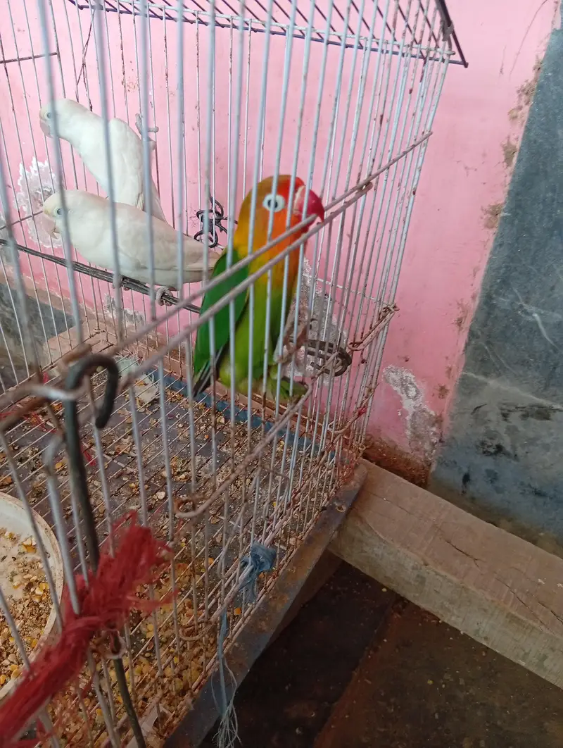 Beautiful and Healthy Love Birds for Sale (Breeding Pair / and 1 piece — photo 2
