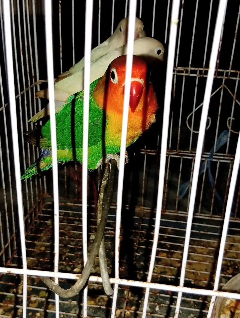 Beautiful and Healthy Love Birds for Sale (Breeding Pair / and 1 piece — photo 3