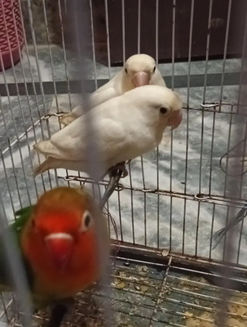 Beautiful and Healthy Love Birds for Sale (Breeding Pair / and 1 piece — photo 4