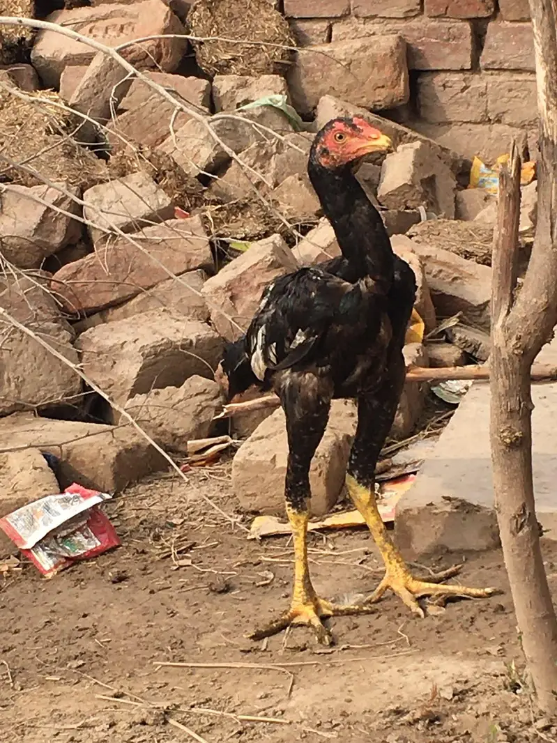 pure kamalia aseel pathy hn long hight me — photo 2