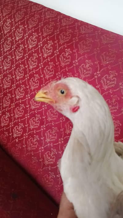 parrot peak heera patha