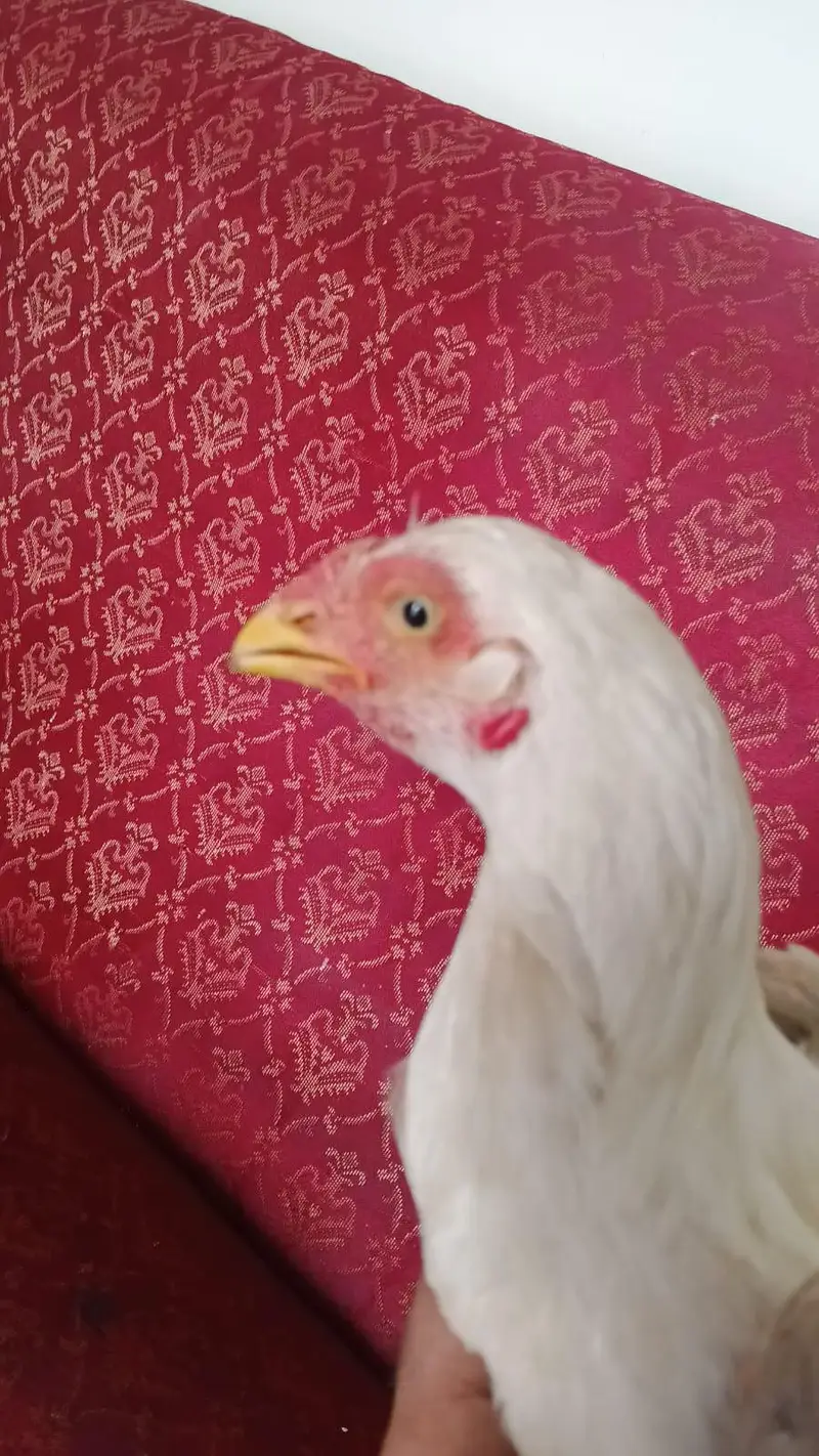 parrot peak heera patha