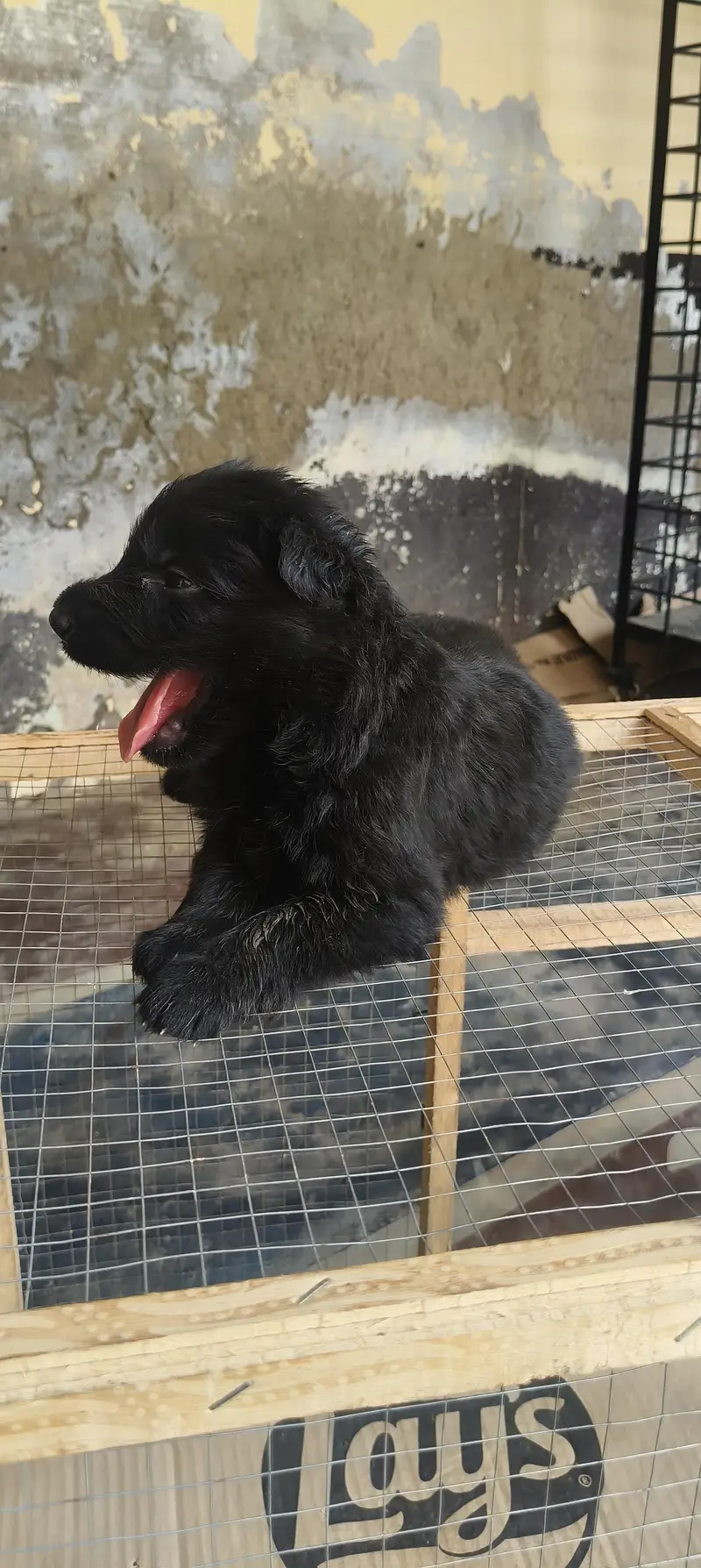 Garman Shepherd long coat black Shepherd  WhatsApp 03159263669 — photo 6