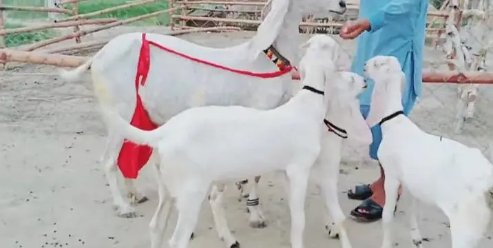 3 bacchon wali bakri gulabi for sale call+03242346228 — photo 2