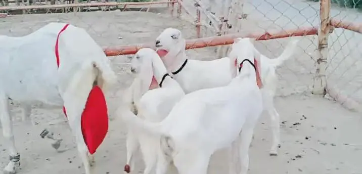 3 bacchon wali bakri gulabi for sale call+03242346228 — photo 3