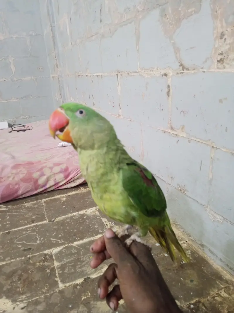 row parrot ha