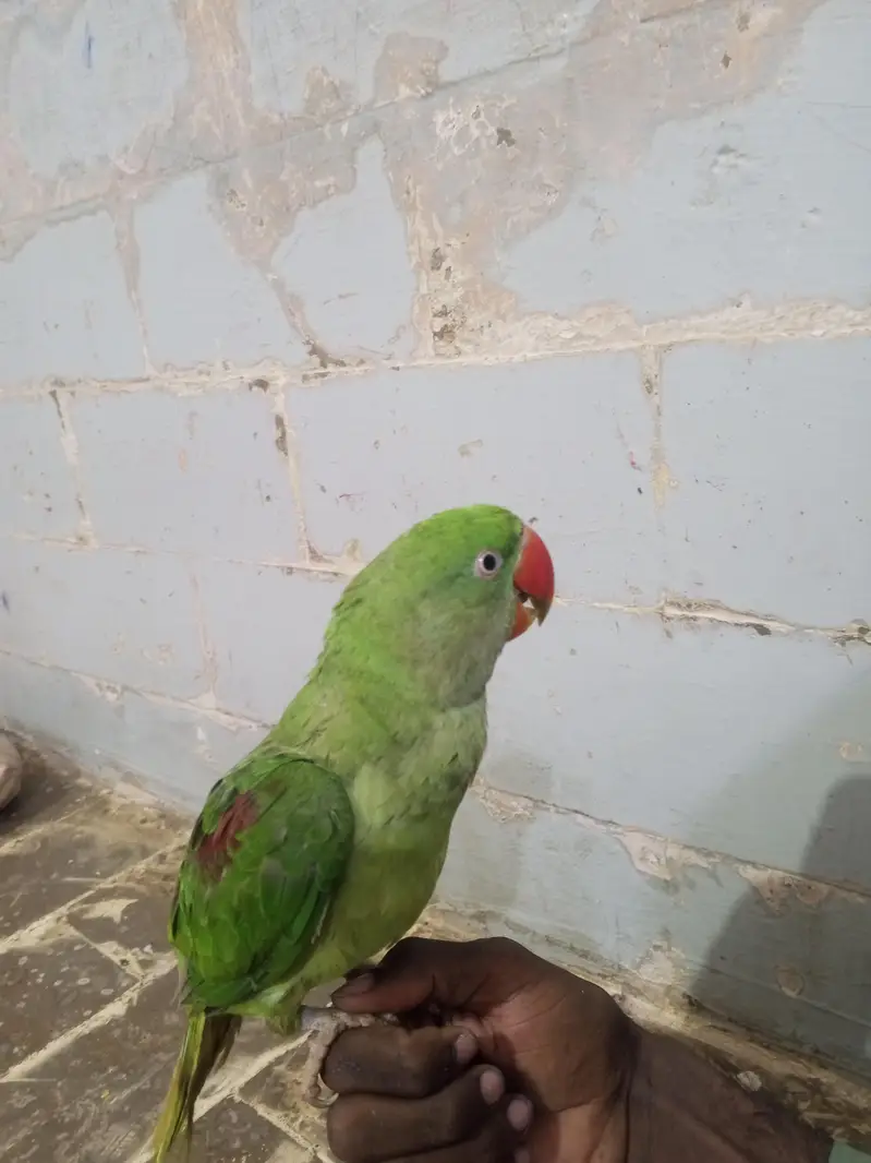 row parrot ha — photo 2