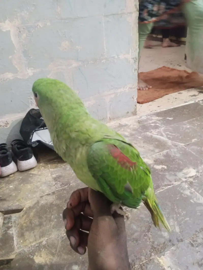 row parrot ha — photo 3