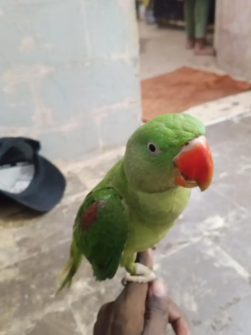 row parrot ha — photo 4