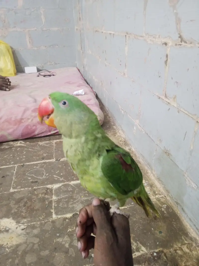 row parrot ha — photo 5