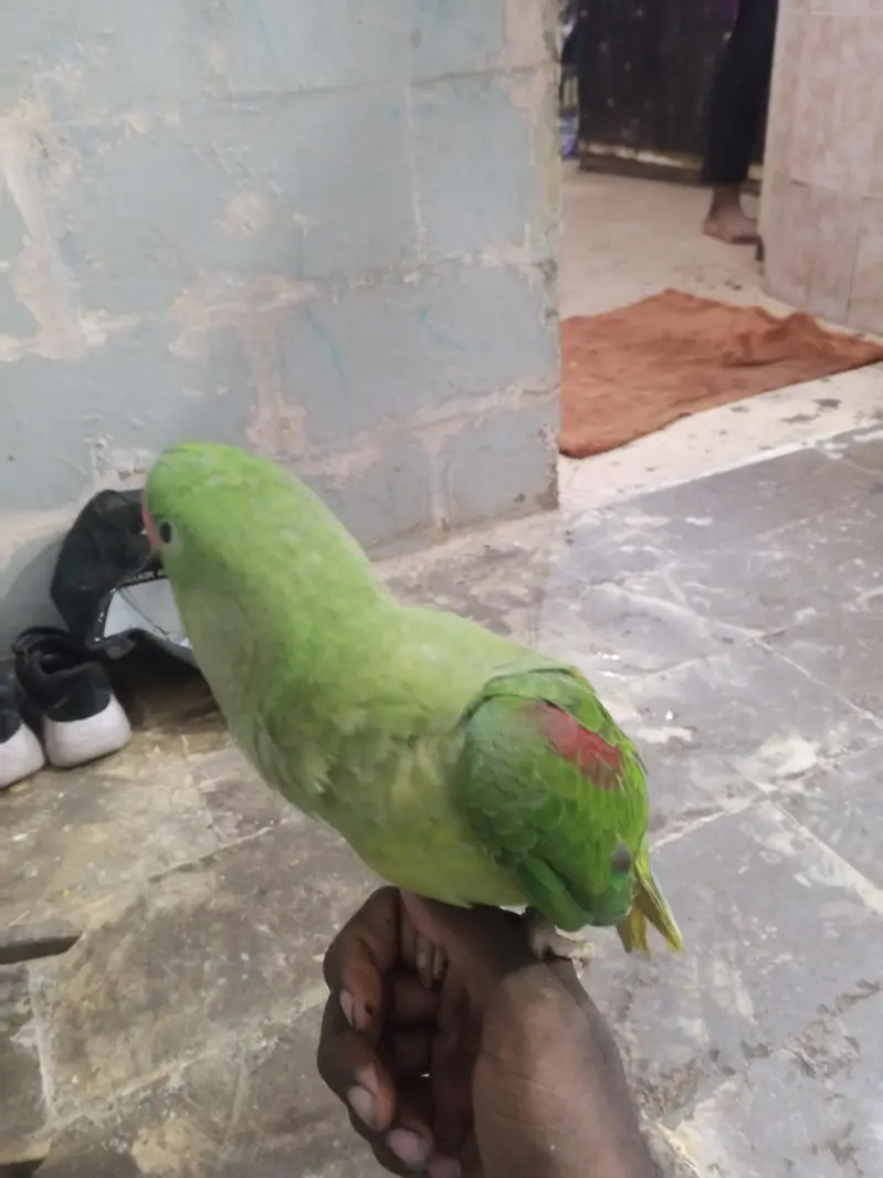 row parrot ha — photo 6