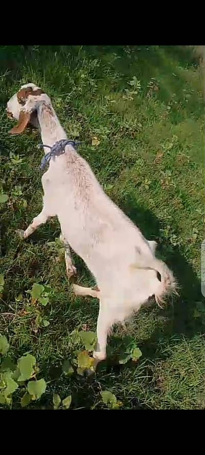 gaban bakri for sale