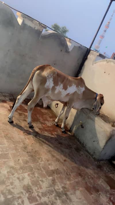 bachra