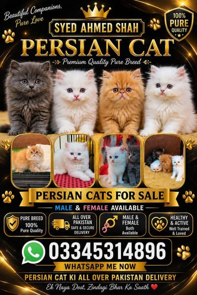 Persian cat for sale male or female my WhatsApp number33=44=59=12=04