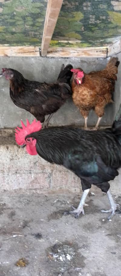 Australorp Rooster & Desi Hens For Sale