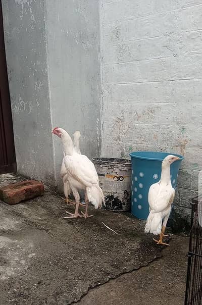 100% Quality breeders Chicks Forsale . | Read full Description