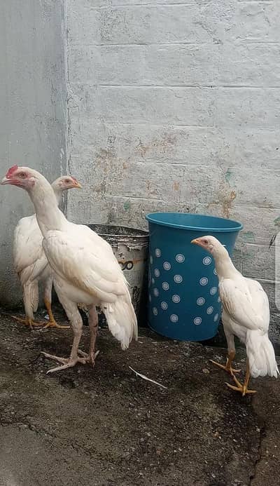 100% Quality heera Trio Forsale . | Final price