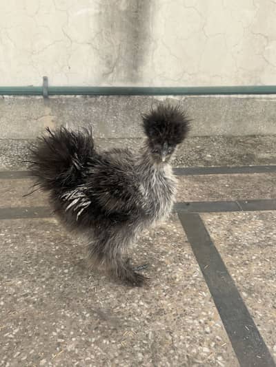 Silkies for sale