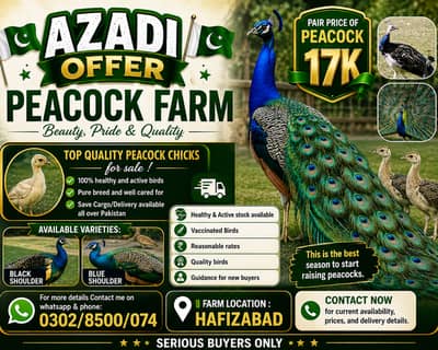 Peacocks pathe 5 month  black shoulder | blue shoulder Vaccinated