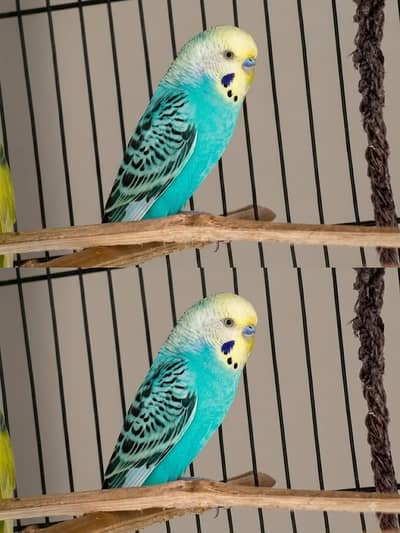 URGENT EXCHANGE: Healthy Adult Male Budgie with Female (Lahore)