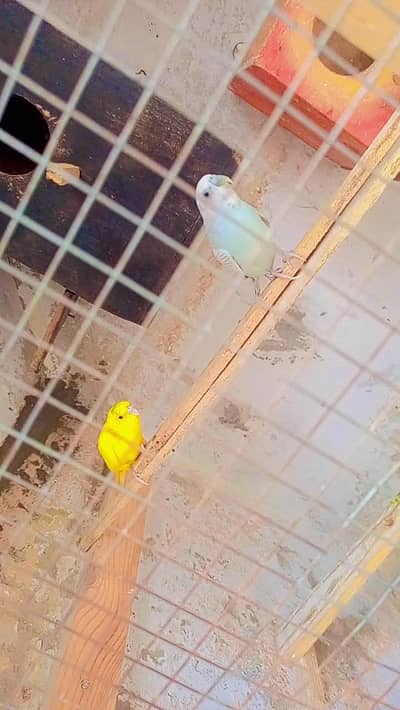 budgie pair