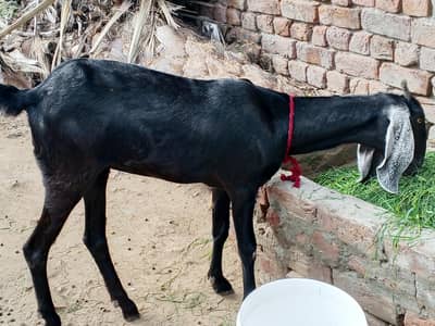 female bakri