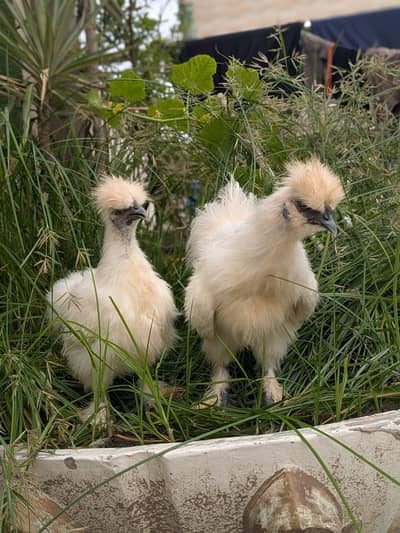 silkie pair 0324 8531614